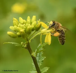 Kathy Keatley Garvey won a silver ACE award for a feature photo of a honey bee covered with mustard pollen.