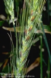 Septoria Glume Blotch