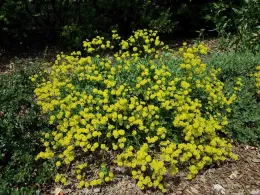 Surfur buckwheat, J. Alosi