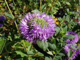 Coyote-mint, Brent McGhie