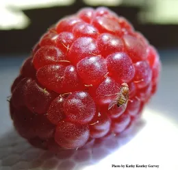 Spotted wing drosophila on raspberry. (Photo by Kathy Keatley Garvey)