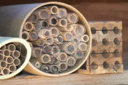 Leafcutter bee returning to nest with pollen
