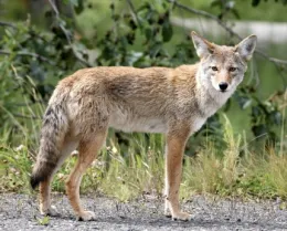 Coyote-Web