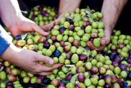 green and black olives