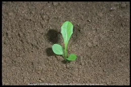 seedling