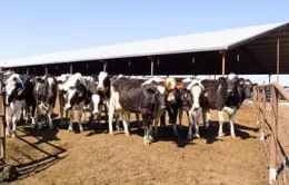 Cows