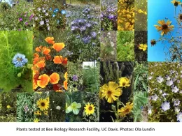 California native collage