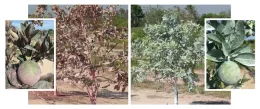 2-year old ‘Hamlin' sweet orange in Florida with red or white particle films