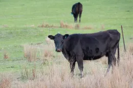 Steer in Field-Source pixabay