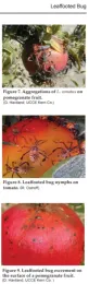 Leaf-footed Bugs on Pomegranates
