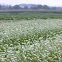 buckwheat