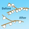 fruit before and after thinning