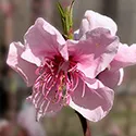 peach blossoms