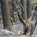 dirt and burnt trees
