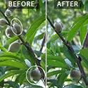 example of how to thin fruit