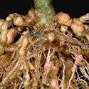 nimatodes