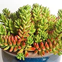 potted succulent