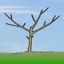 pruned peach tree