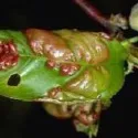 peach leaf curl