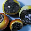 end rot on tomatos