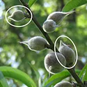 immature fruit on a tree to show what to thin in the spring