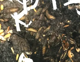 Black Soldier Fly <br>in worm bin