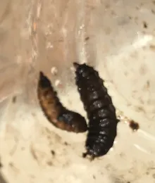 Black Soldier Fly<br>in worm bin -2-