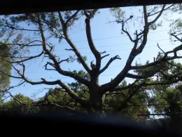 post pruning