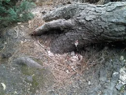 roots oozing pitch