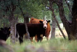 soil rangeland