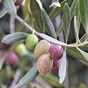 olives