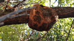 Plum Gall