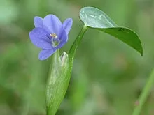 Monochoria vaginalis