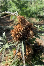 Corn earworm damage on industrial hemp buds.