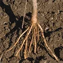 bareroot tree