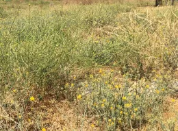 Yellow Starthistle