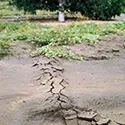 mole burrow from the surface