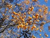 soap berry