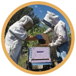 Bee-Resources-pic