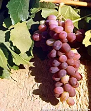 Grow grapes!
