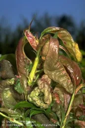 Peach leaf curl. (Credit: Jack Kelly Clark)