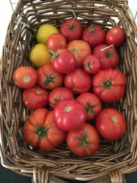 Heirloom tomatoes by Kim Schwind