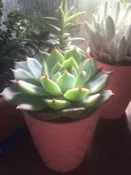 succulent