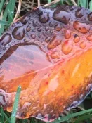 leaf with dew
