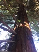 looking up tree