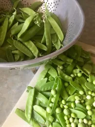 Pea Image 5