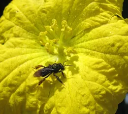 Stingless bee in Brazil. (Photo by Leonardo Ré-Jorge, courtesy of Wikipedia)