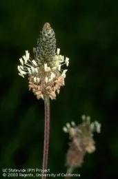 Buckhorn plantain inflorescence.<br>(Credit: Jack Kelly Clark)