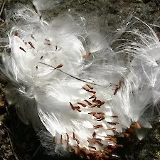 araujia seeds