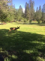 Deer by Kim Schwind